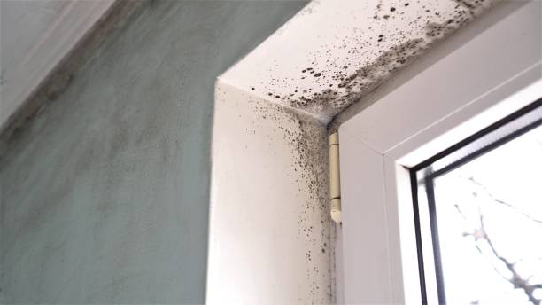 Best Mold Cleaning Services  in Woodlands, CA