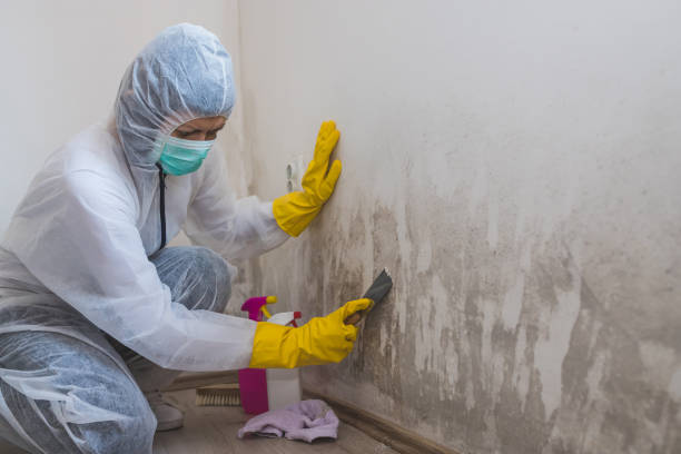 Best Emergency Mold Removal  in Woodlands, CA
