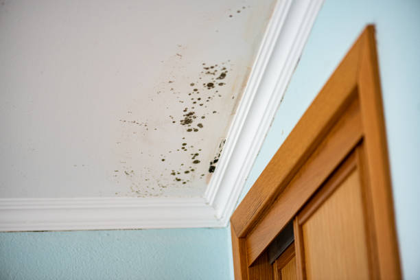Home Mold Removal in Woodlands, CA