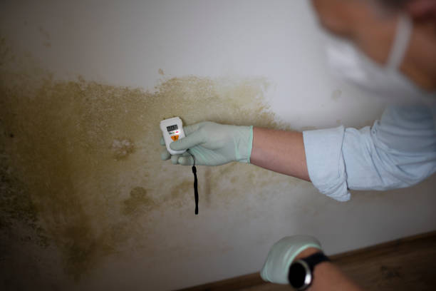 Best Best Mold Removal Companies  in Woodlands, CA