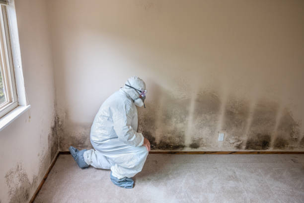 Best Residential Mold Removal  in Woodlands, CA