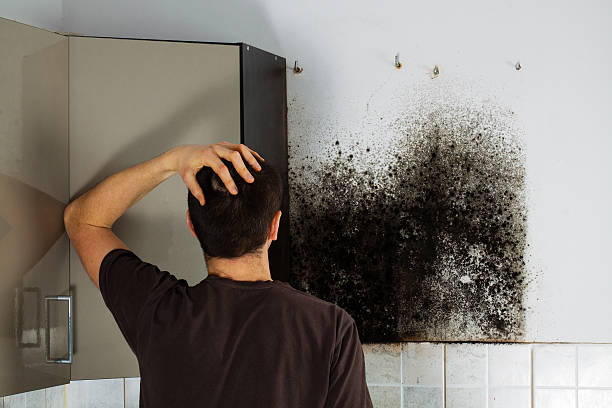 Best Professional Mold Removal  in Woodlands, CA