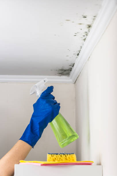 Professional Mold Removal in Woodlands, CA